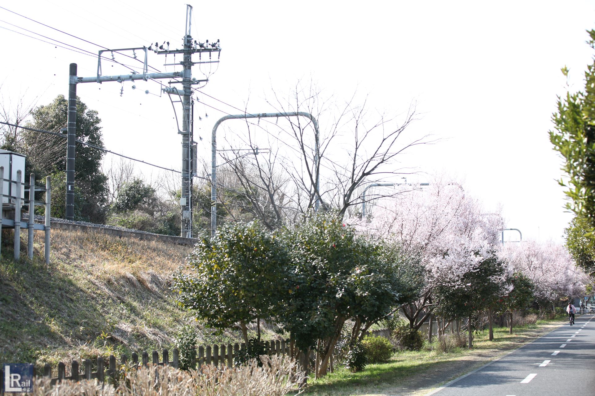サイクリングロード沿いの桜と多摩湖線