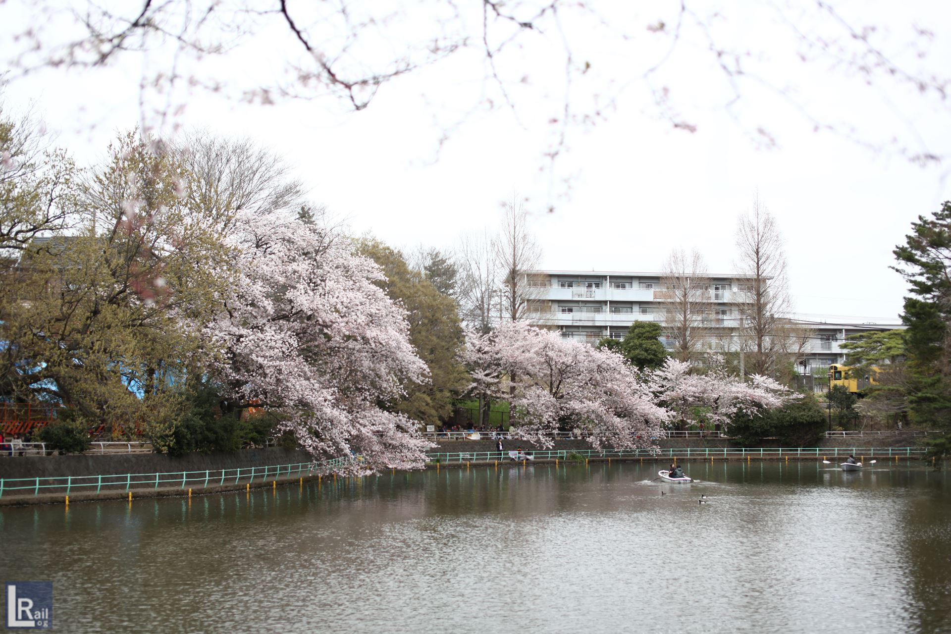 武蔵公園の桜と西武線とボート