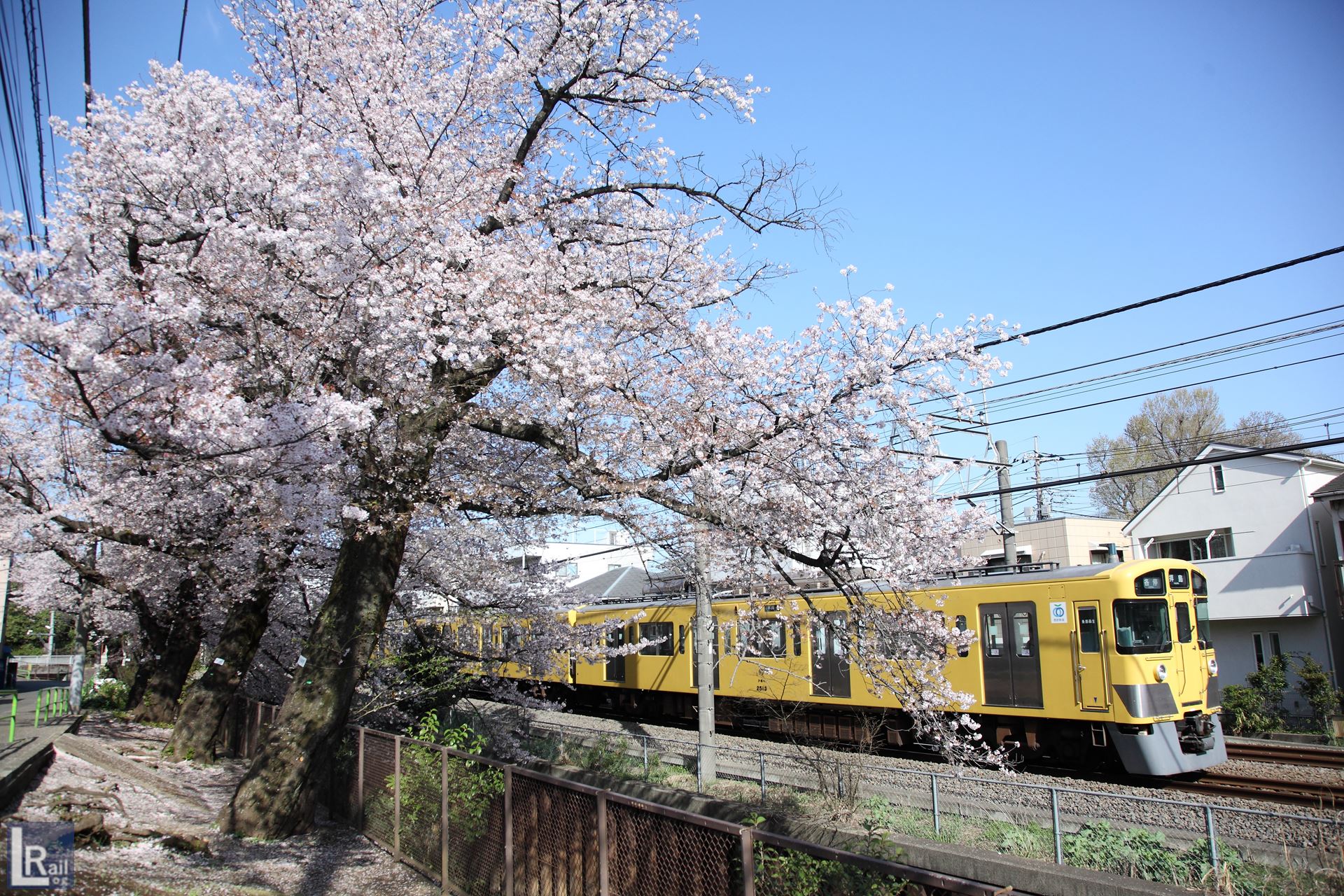 武蔵関の伐採された桜と西武新宿線、2022年春の様子