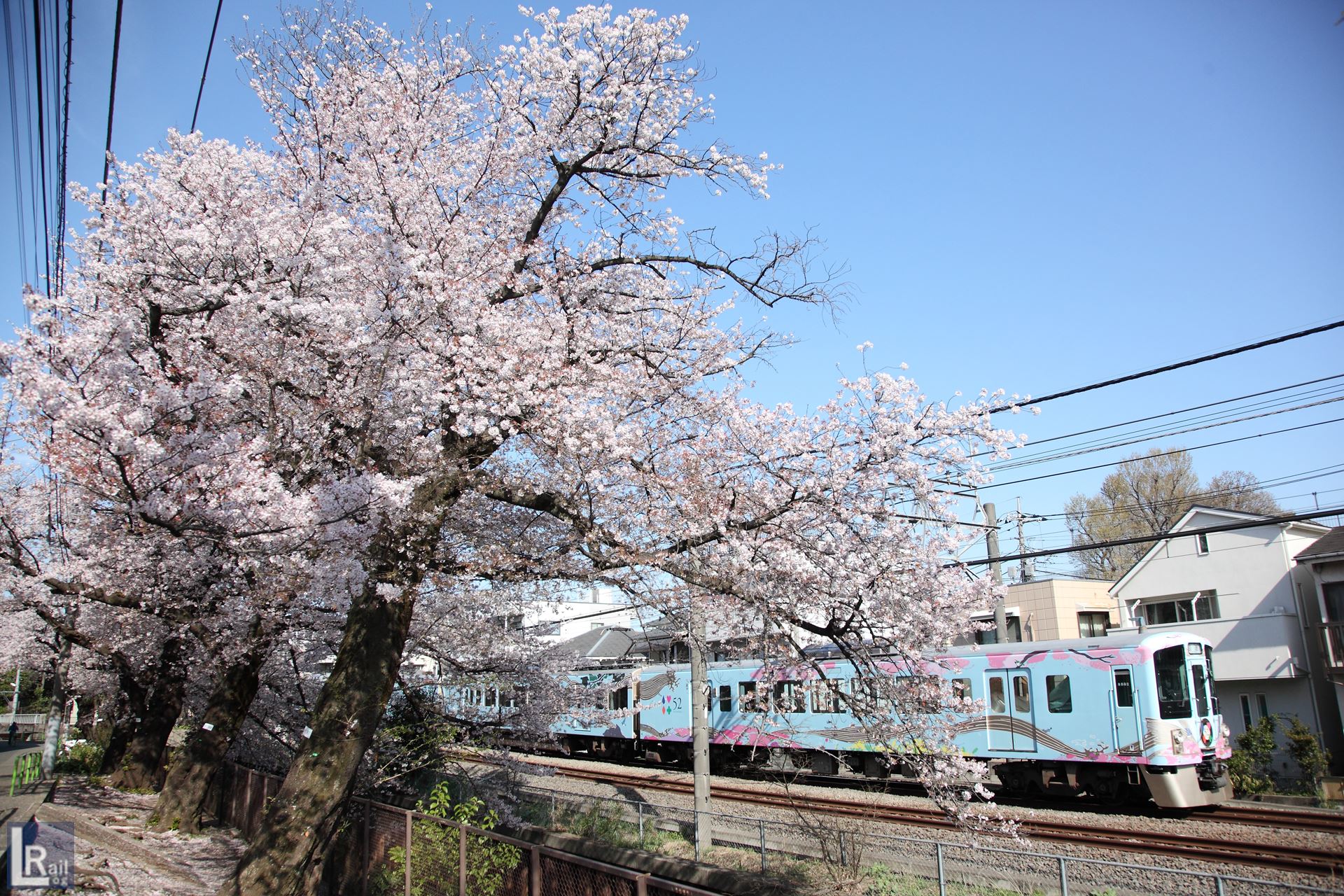 武蔵関の伐採された桜と西武新宿線、52席の至福